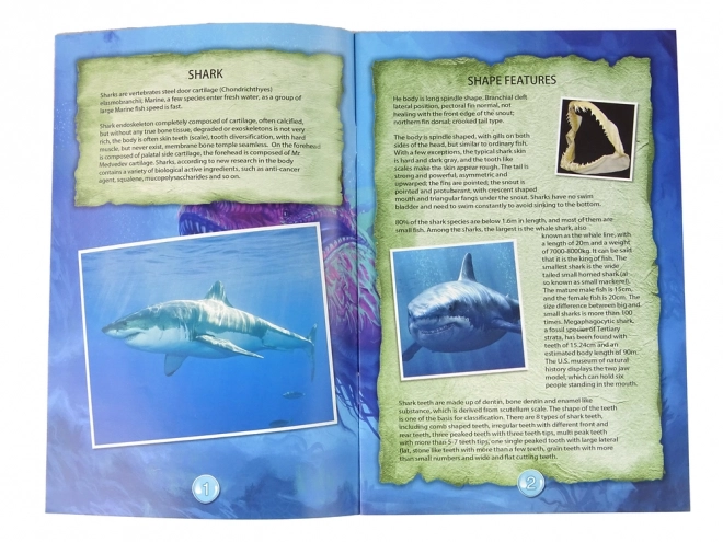 Izobraževalni set Raziskovanje oceana - Morski pes in trilobiti
