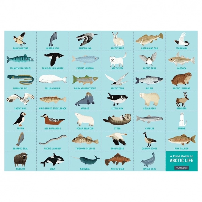 Mudpuppy puzzle Sestavljanka: Življenje v Arktiki