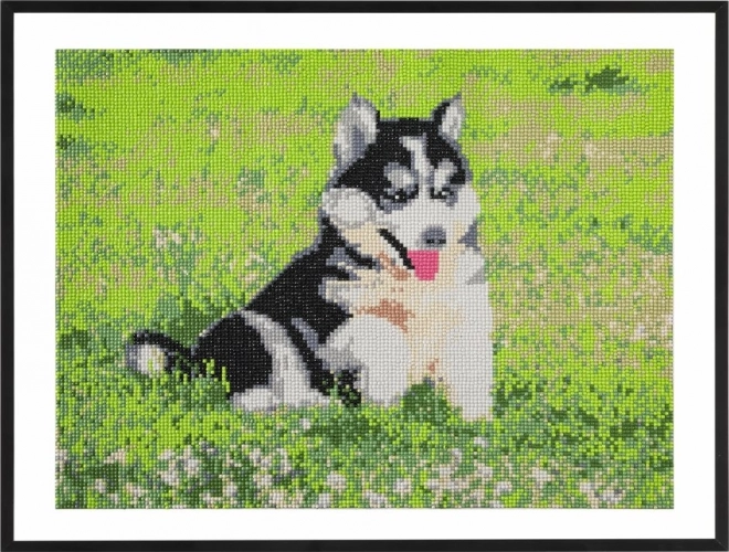 GRAFIX Diamantno slikanje Husky 40x50cm