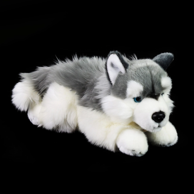 Rappa Plišasti pes husky ležeči 30 cm