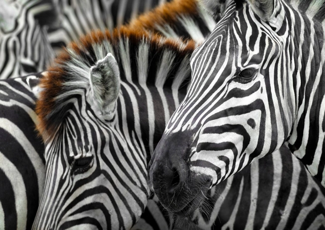 Sestavljanka Zebra 1000 kosov