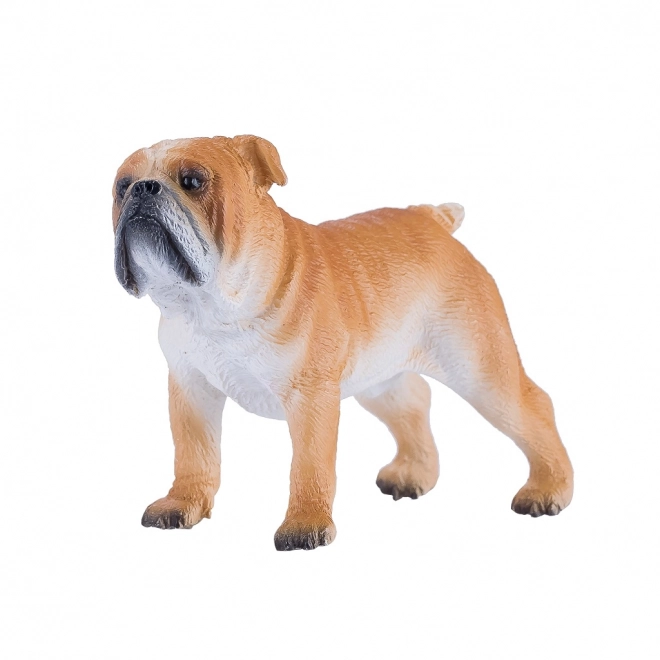 Mojo Angleški buldog