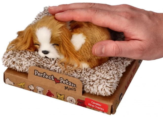 Speče mladiček Cavalier King Charles Perfect Petzzz