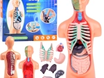Izobraževalni model človeškega telesa z odstranljivimi organi, mini 15 cm