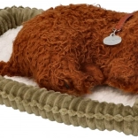 Popoln Hišni Ljubjenček Speči Pasje Mladiček Pudelj