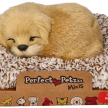 Lajajoči zlati prinašalec na ležišču