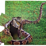 Just Jigsaws Kača in njen življenjski cikel – lesene plastne puzzle