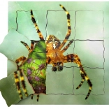 Lesena slojevita sestavljanka Pajek in njegov življenjski cikel