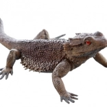 Plastični kuščar – realistična figurica za otroke