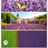 Stenski koledar Paleta 2025