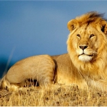 Diamantno slikanje Lvji veličast 30x40 cm