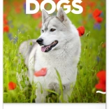 Stenski koledar Psi 2026