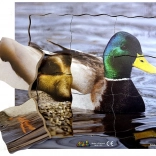 Lesene večplastne sestavljanke Raca in njen življenjski cikel - 19 delov