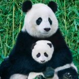 Sestavljanka EUROGRAPHICS Panda z mladičem 1000 kosov