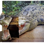 Lesene slojevite sestavljanke Krokodil - življenjski cikel