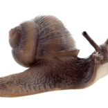 Plastični realistični polž – dekorativni in izobraževalni model