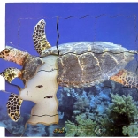 Lesene plastne sestavljanke Želva - 19 delov