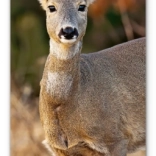 Stenski koledar Goščavne živali 2026