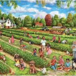 Falcon Puzzle Nabiranje jagod 1000 kosov