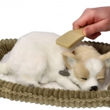 Hrhajoče mladiček Chihuahua