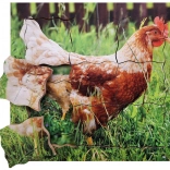 Plastene lesene sestavljanke Kokoš in njen življenjski cikel