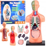 Izobraževalni model človeškega telesa z odstranljivimi organi, mini 15 cm
