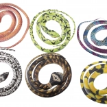 Barviti kačji pastir 75 cm