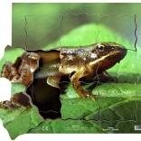 Just Jigsaws Žaba in njen življenjski cikel - lesene plastne sestavljanke