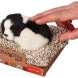 Speča border kolija na ležišču