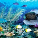 Diamantno slikanje Ocean 80x40 cm