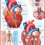 EUROGRAPHICS Sestavljanka človeško srce 1000 kosov